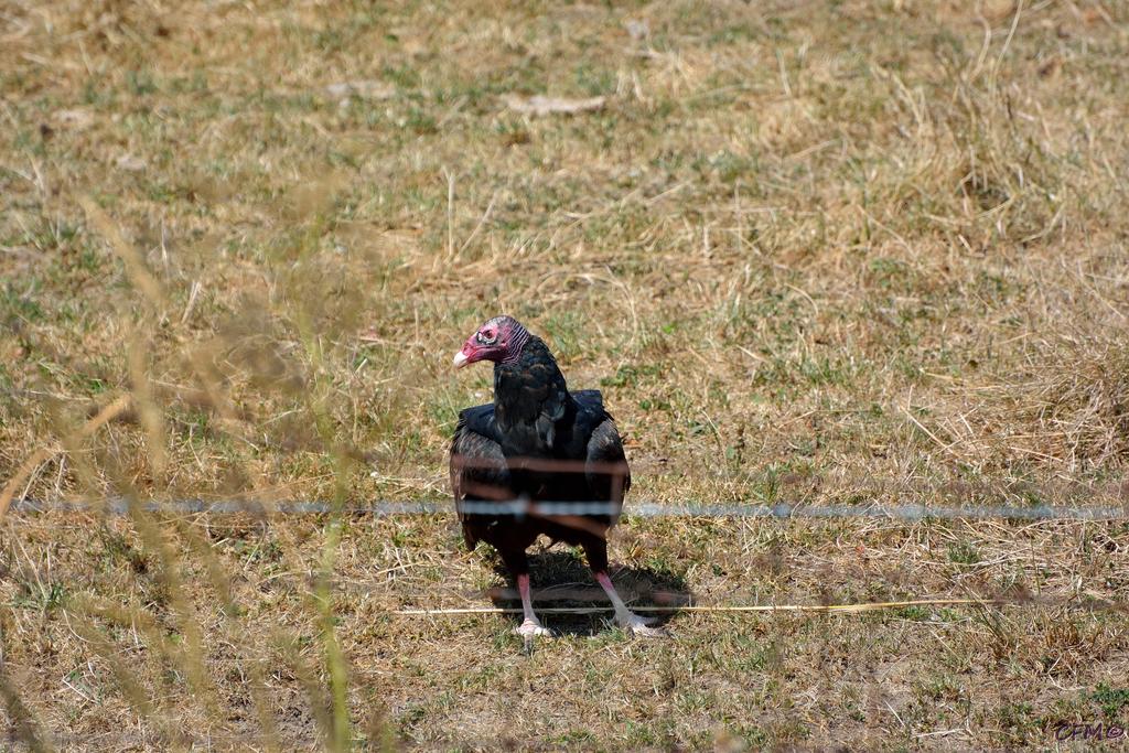 DSC_0063 nxd.jpg