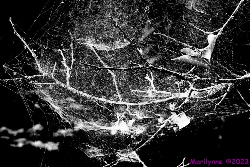 DSC_0063_001.JPG