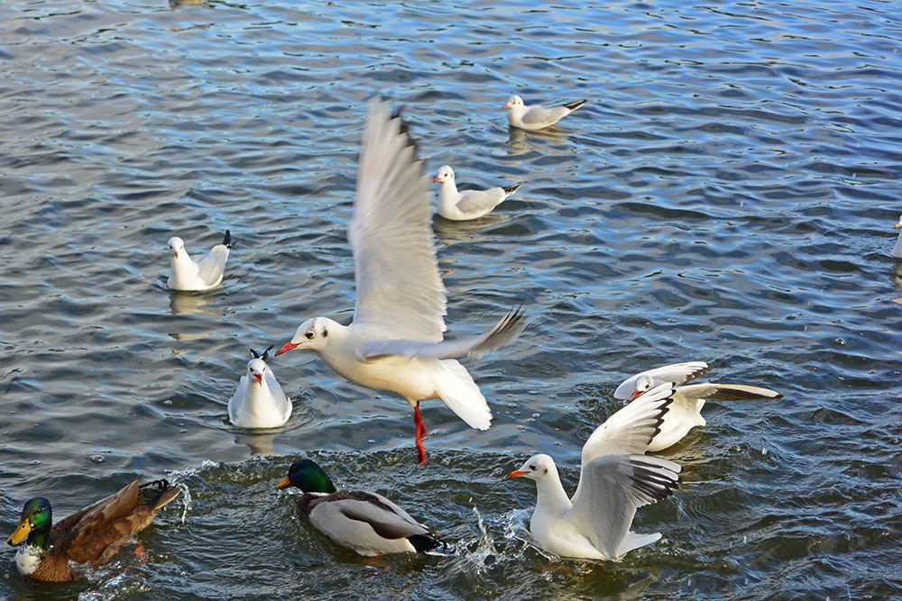 DSC_0064.jpg