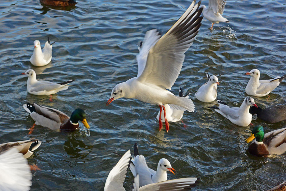 DSC_0065.jpg