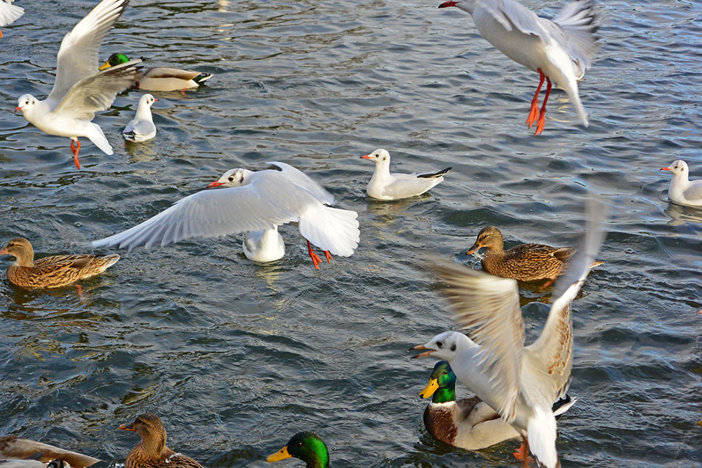 DSC_0066.jpg