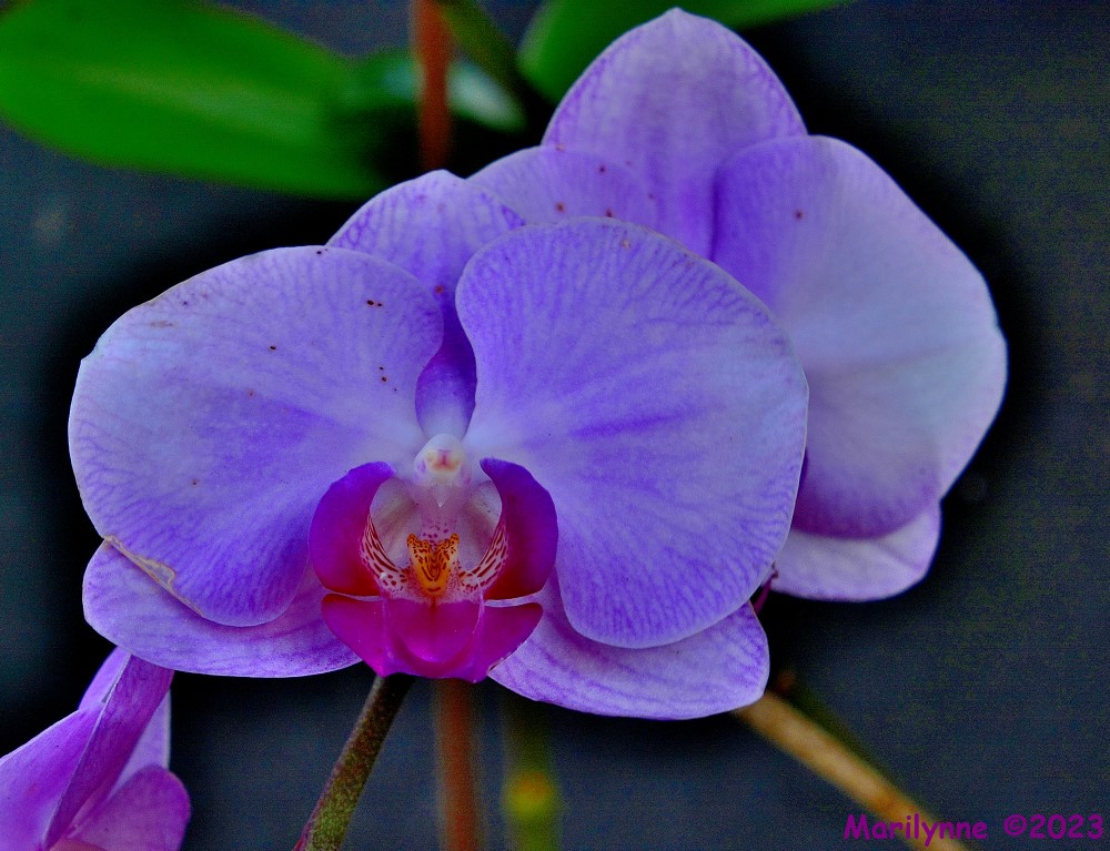 DSC_0066_001.JPG