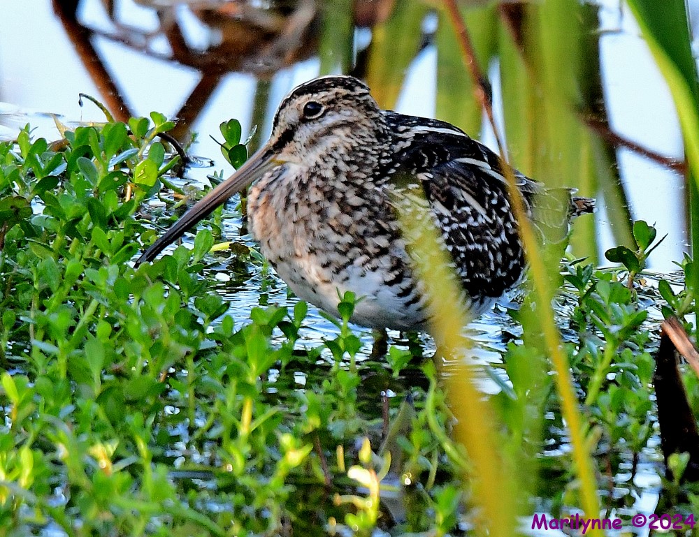 DSC_0067_001.JPG