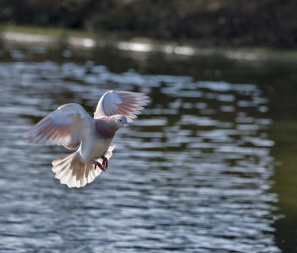 DSC_0068.jpg