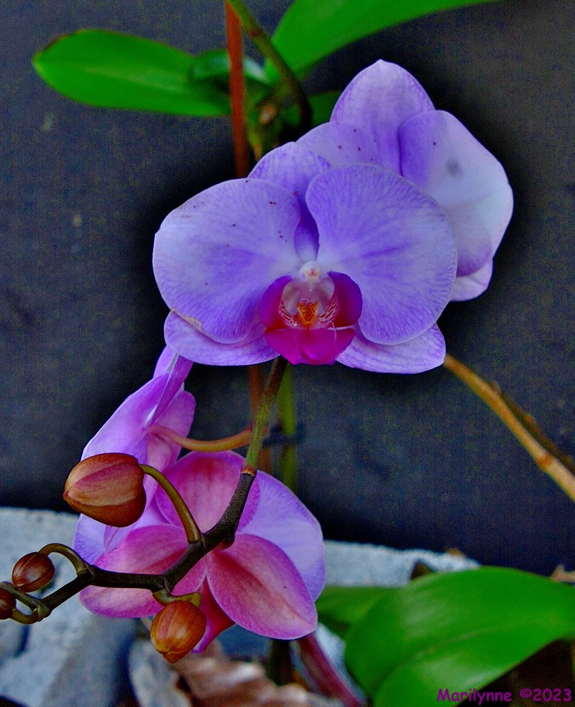 DSC_0069_001.JPG