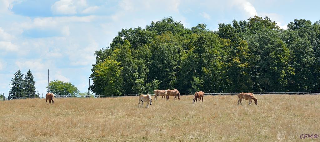 DSC_0070.jpg