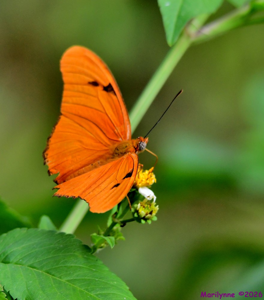 DSC_0070_001.JPG