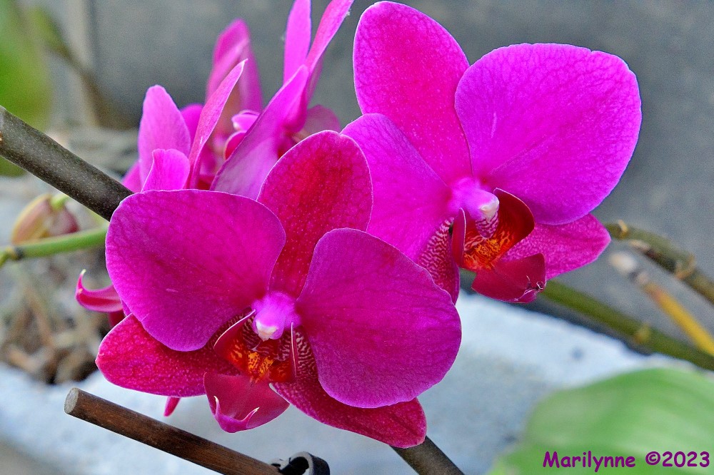 DSC_0071_001.JPG