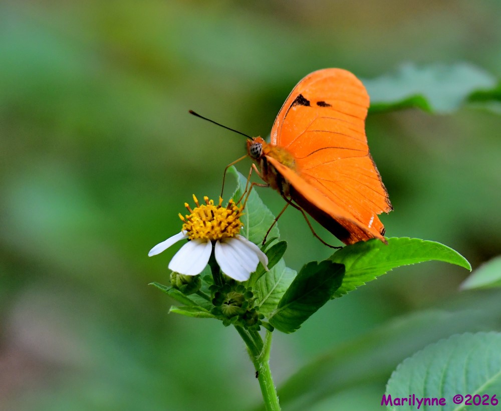 DSC_0071_001.JPG