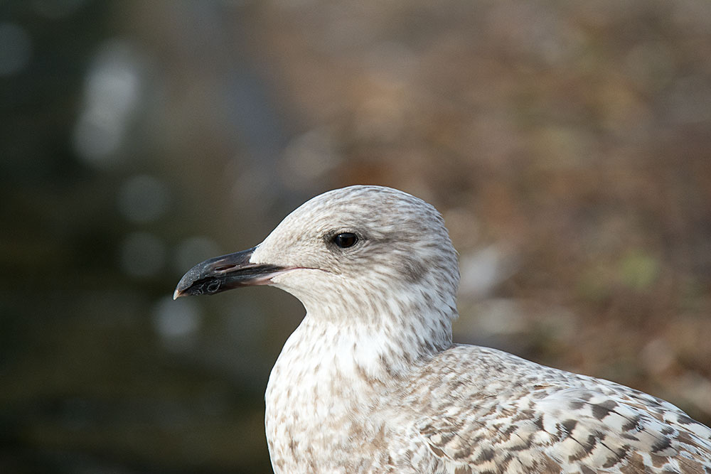 DSC_0073.jpg