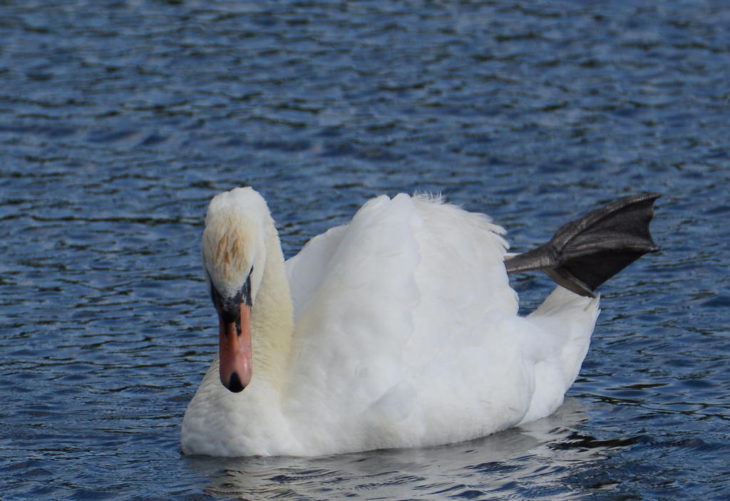 DSC_0073.jpg