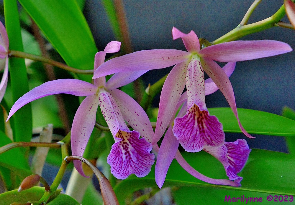 DSC_0073_001.JPG