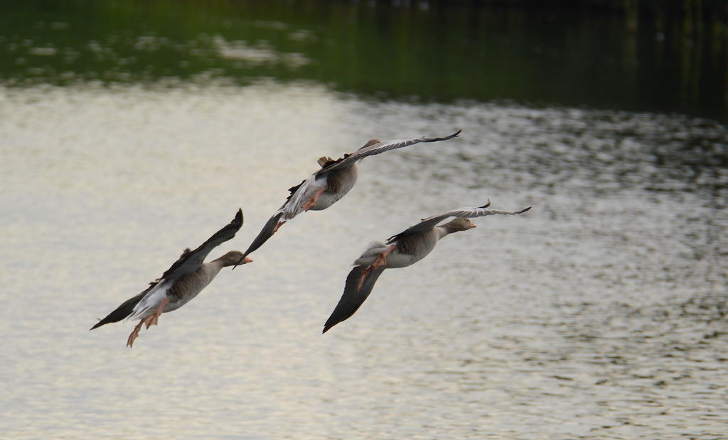 DSC_0074.jpg