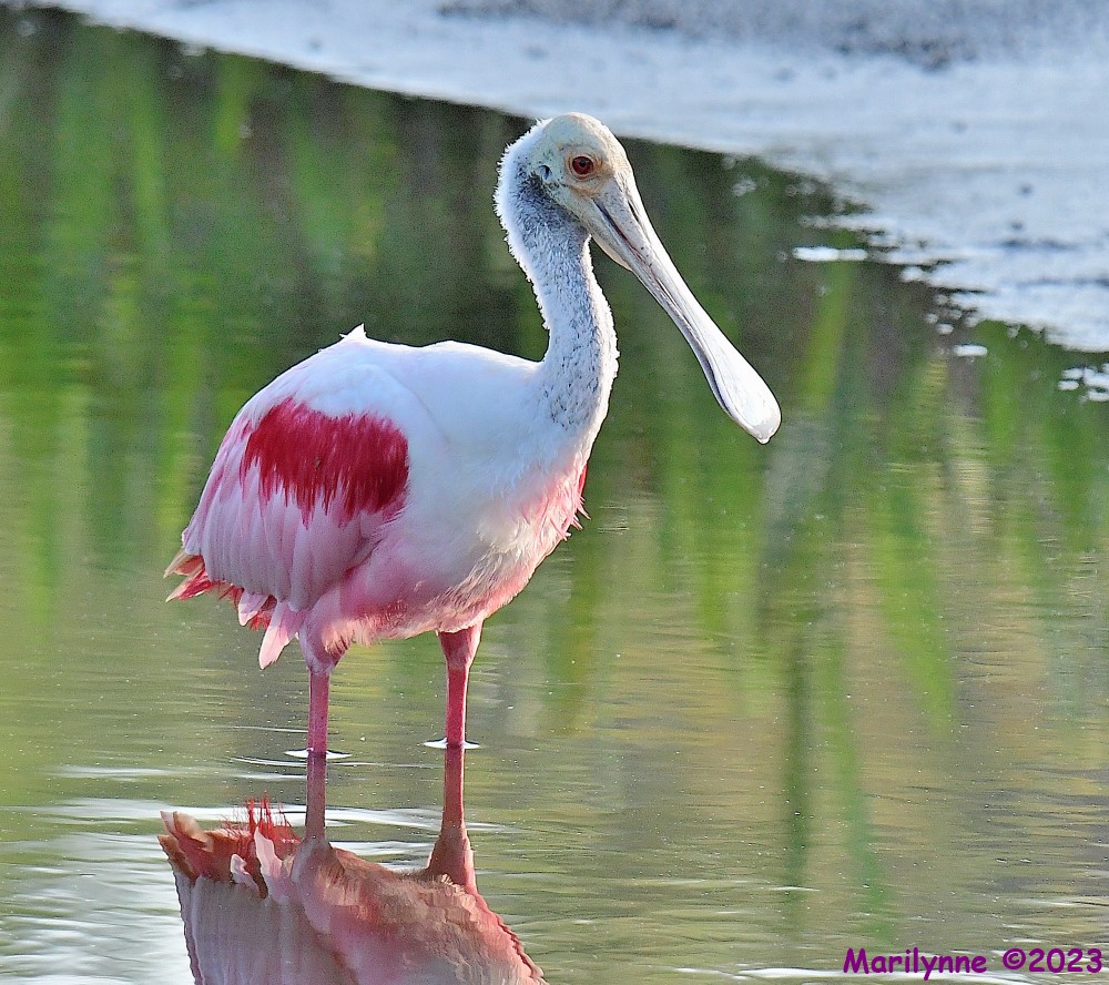 DSC_0074_001.JPG