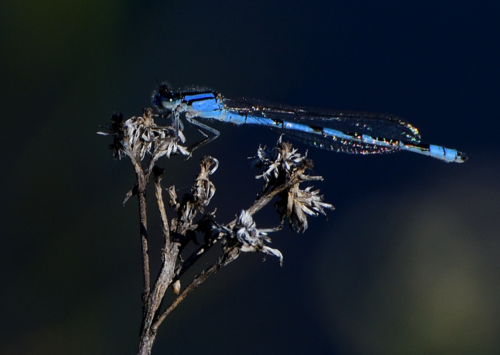DSC_0075.JPG