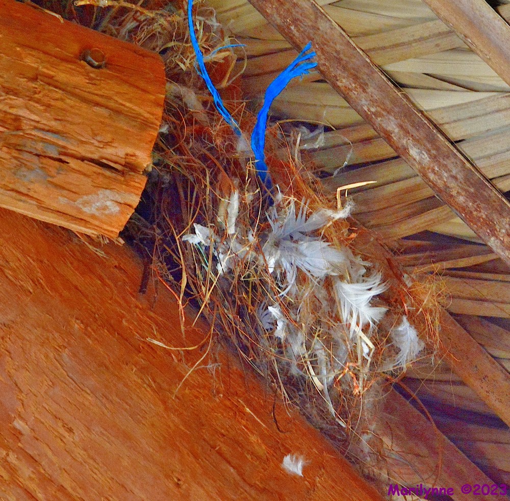 DSC_0075_001.JPG