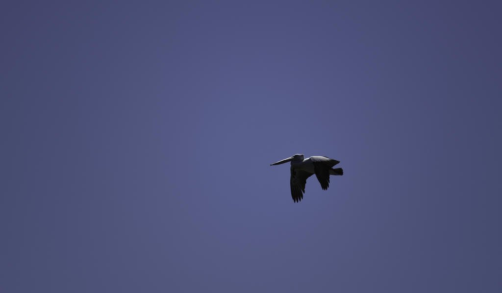DSC_0076.jpg