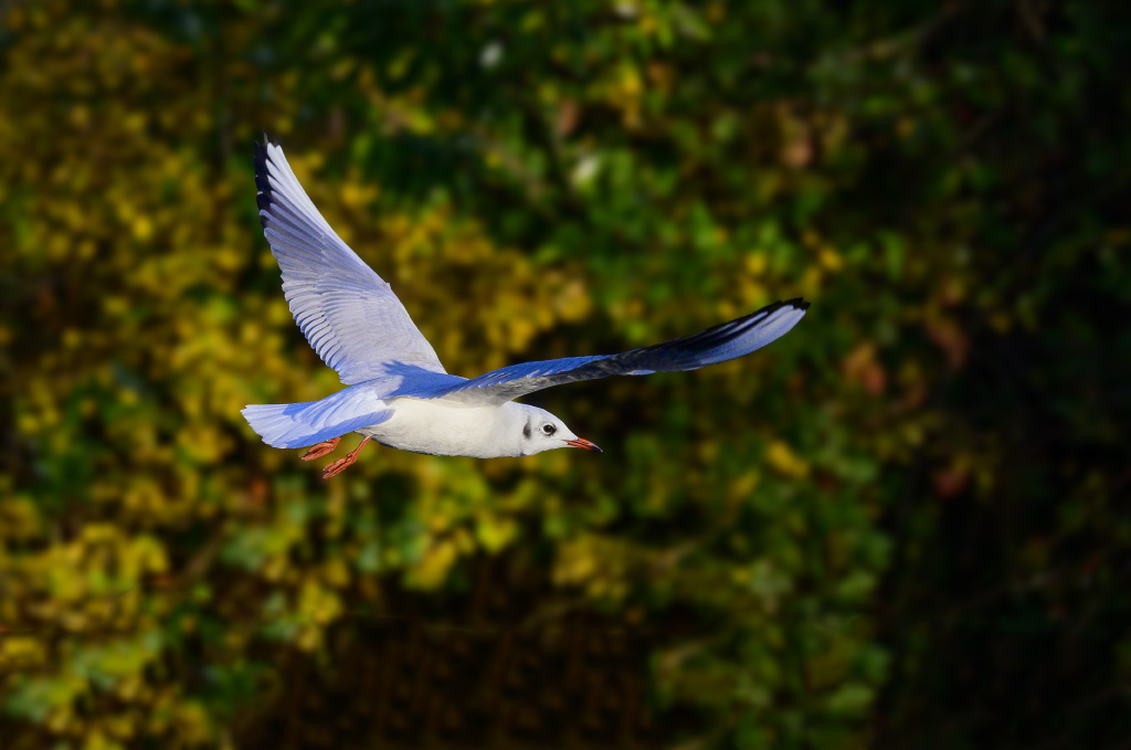DSC_0076.jpg