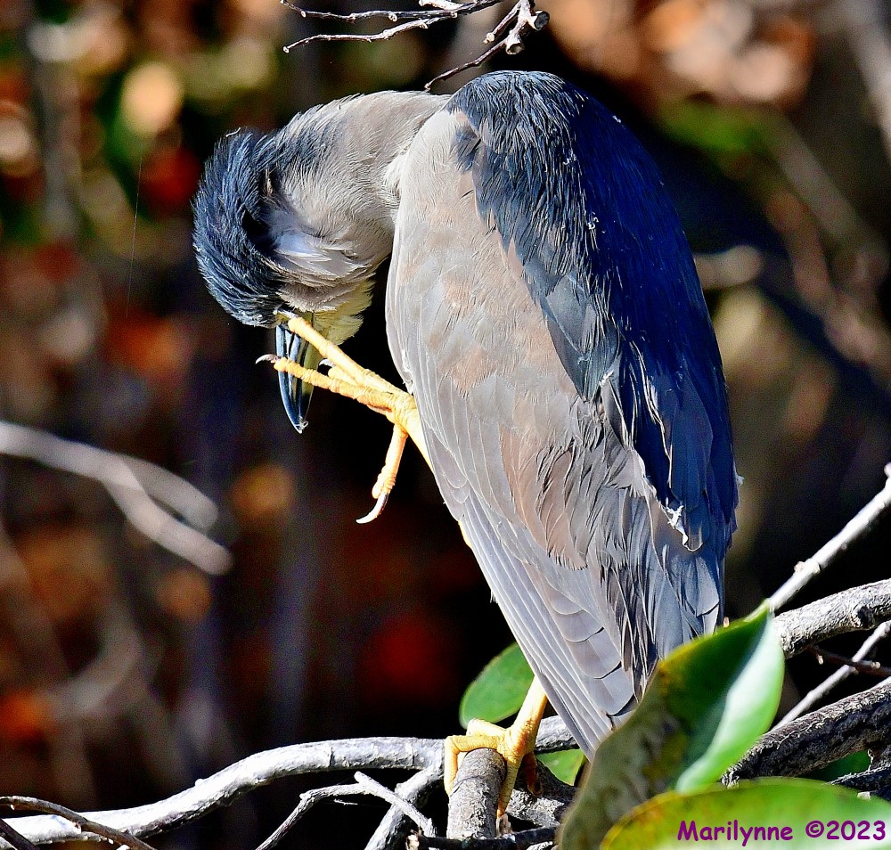 DSC_0076_001.JPG