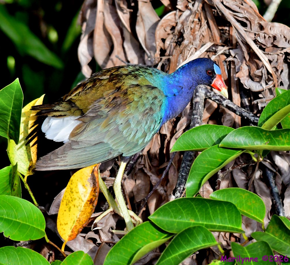 DSC_0077_001.JPG