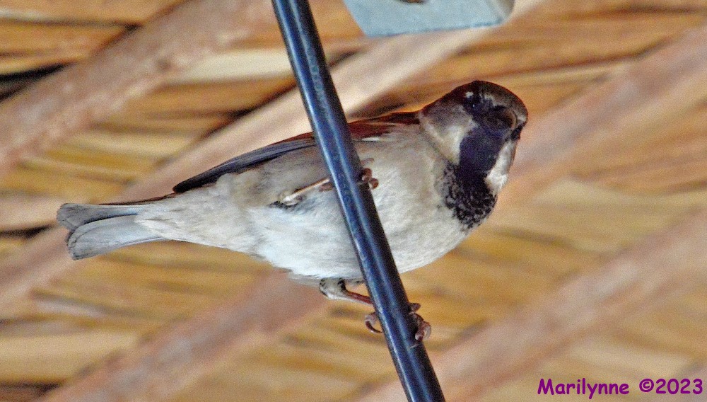DSC_0079_001.JPG