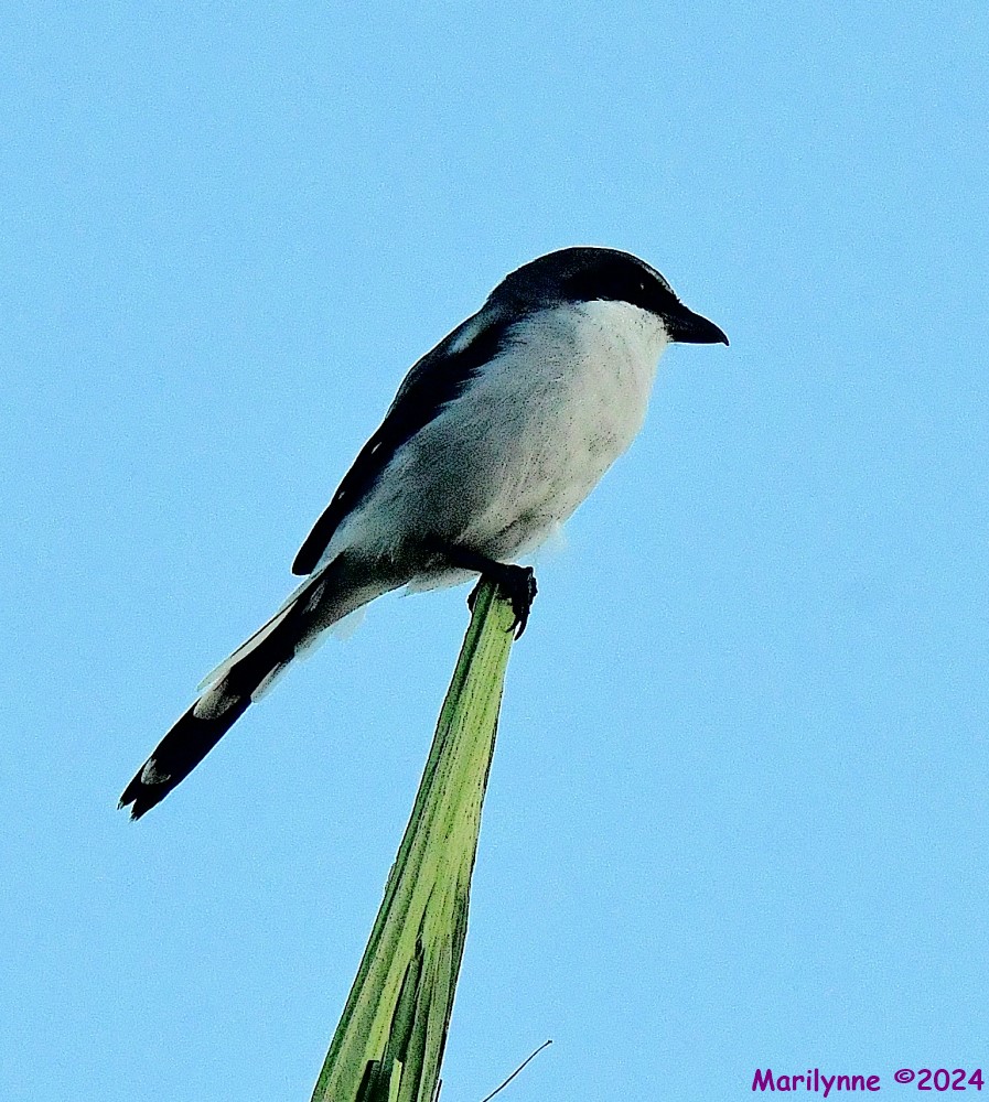 DSC_0079_001.JPG