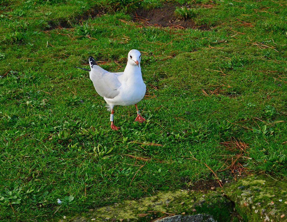 DSC_0080.jpg