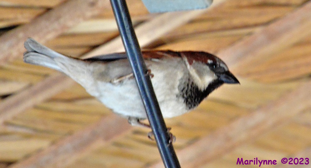 DSC_0080_001.JPG