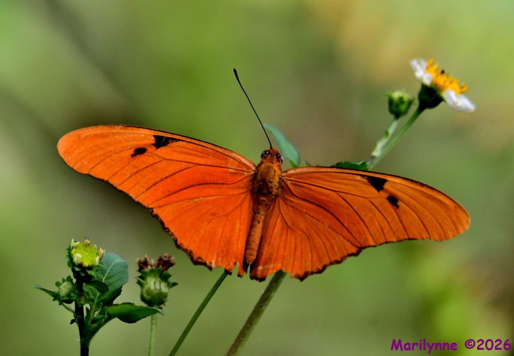 DSC_0080_001.JPG