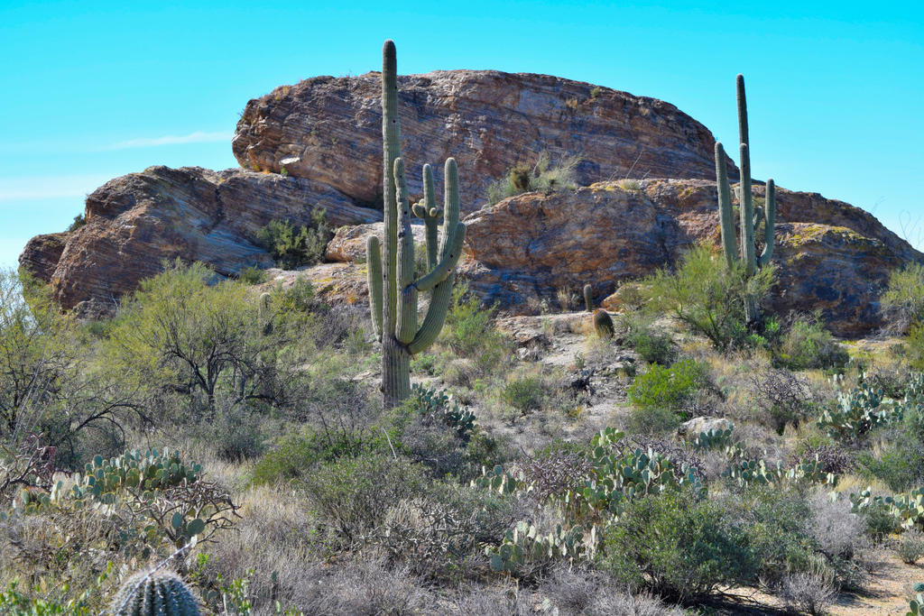 DSC_0083-20200208_075.jpg