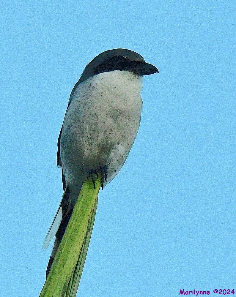 DSC_0083_001.JPG