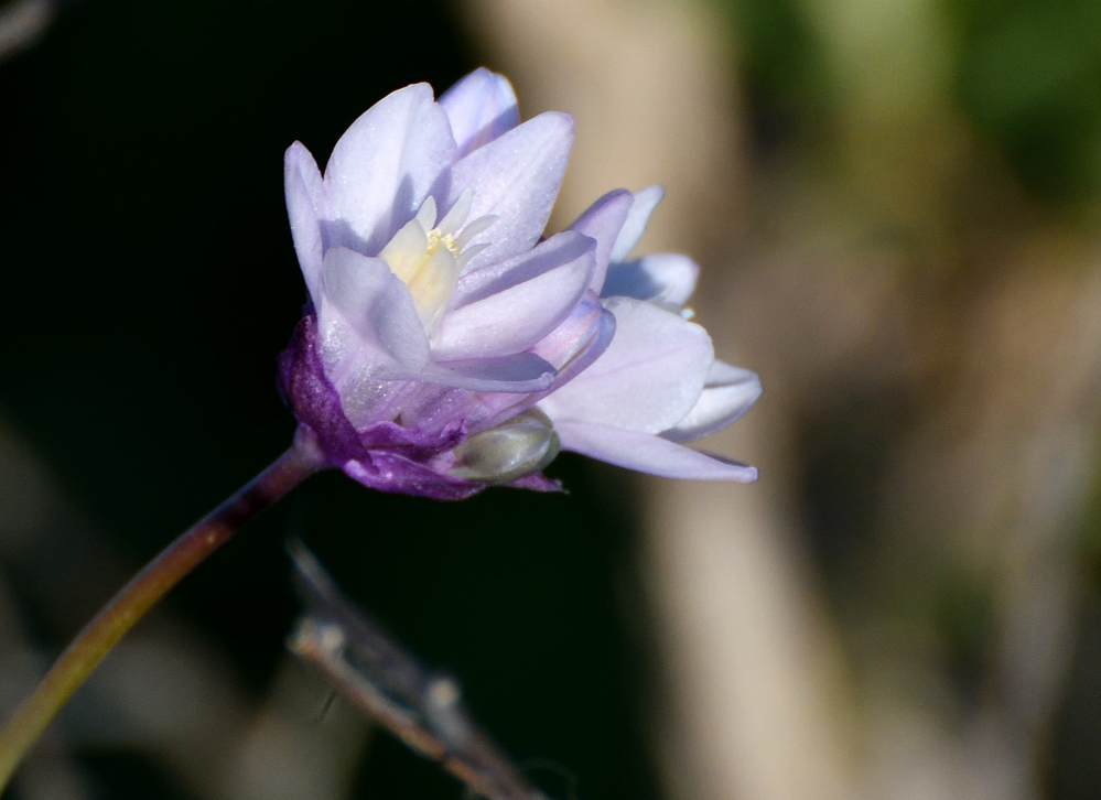 DSC_0084.JPG