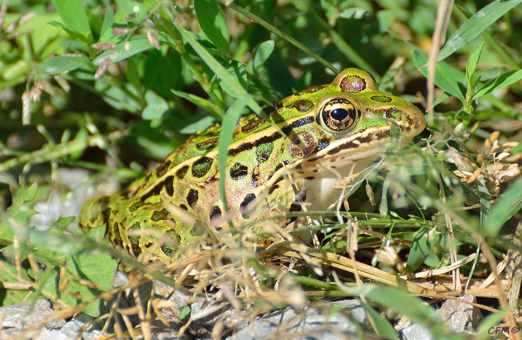 DSC_0084 nxd.jpg