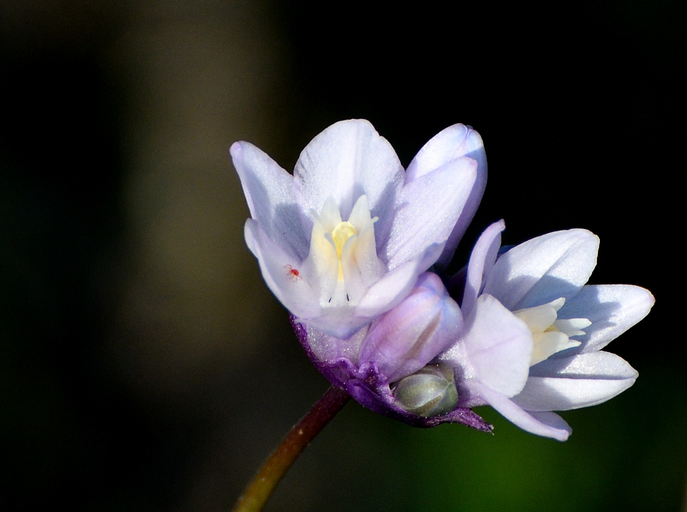 DSC_0085.JPG