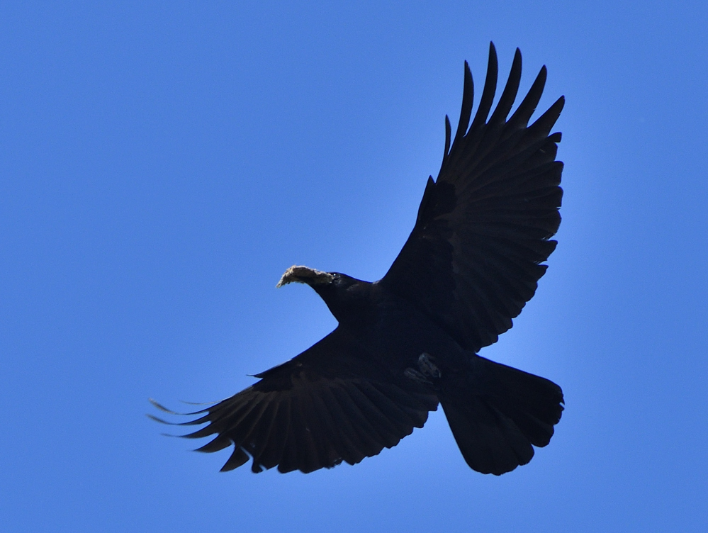 DSC_0086.JPG