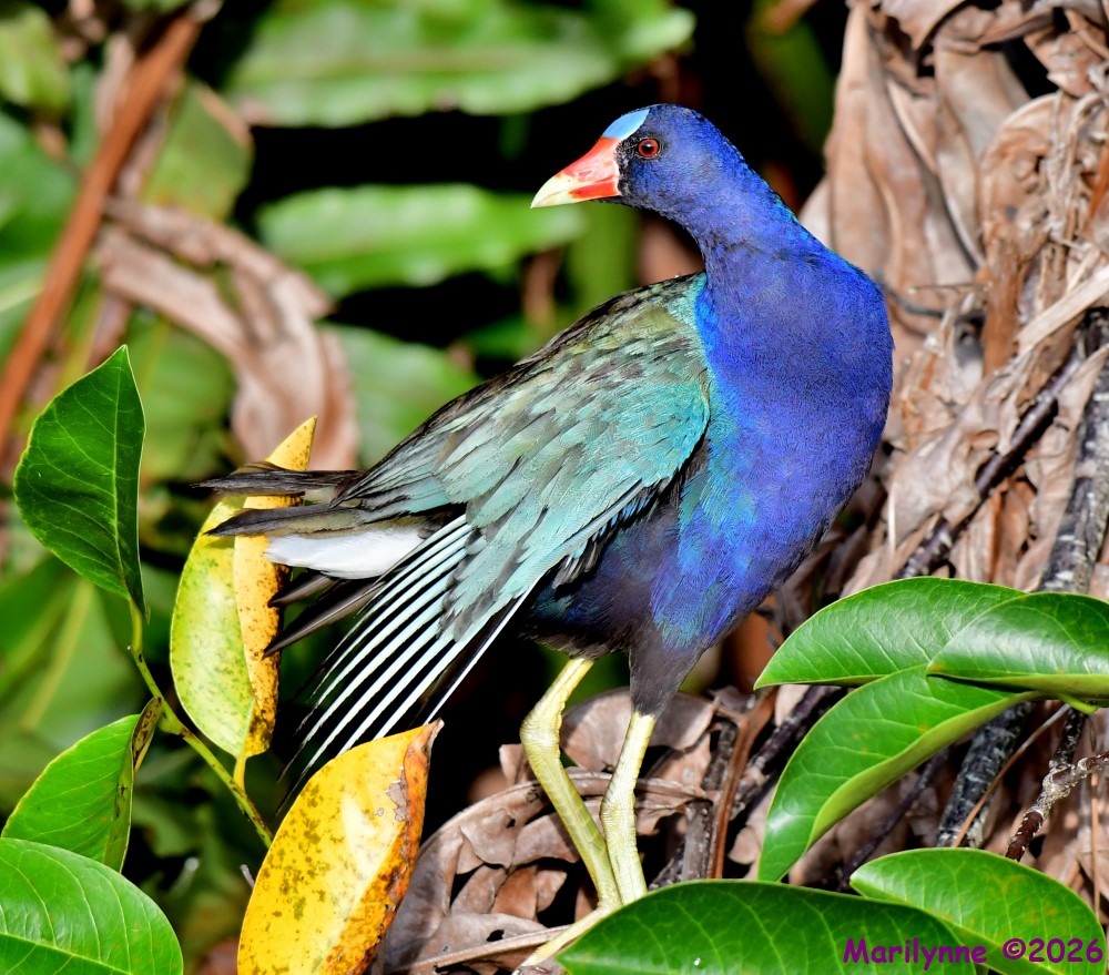 DSC_0086_001.JPG