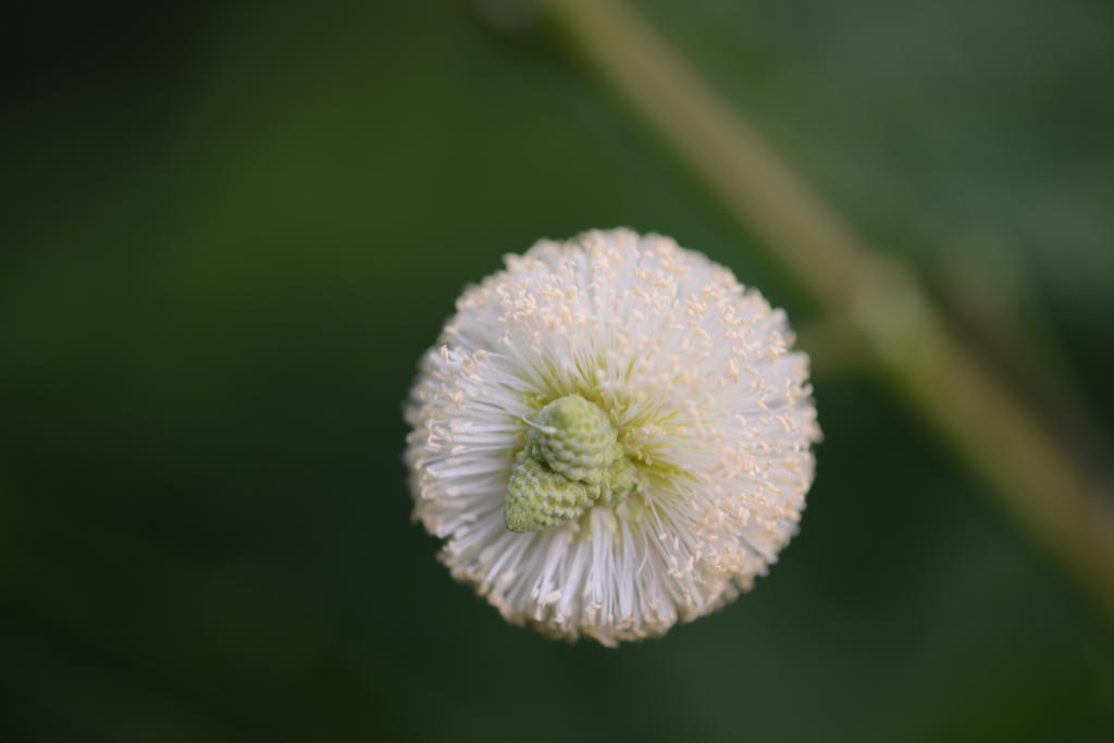 DSC_0087.jpg