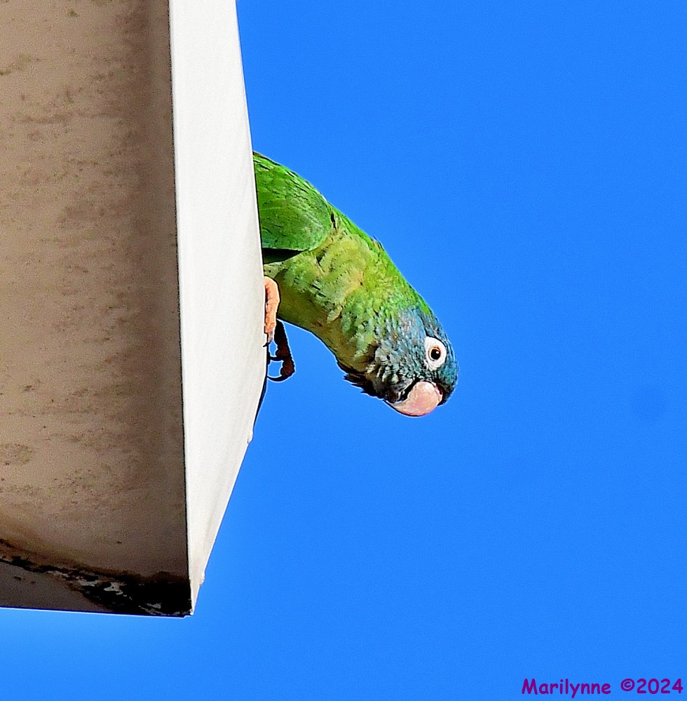 DSC_0087_001.JPG
