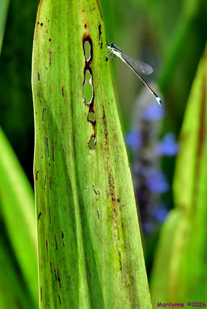 DSC_0087_001.JPG
