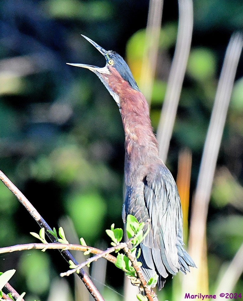 DSC_0088_001.JPG