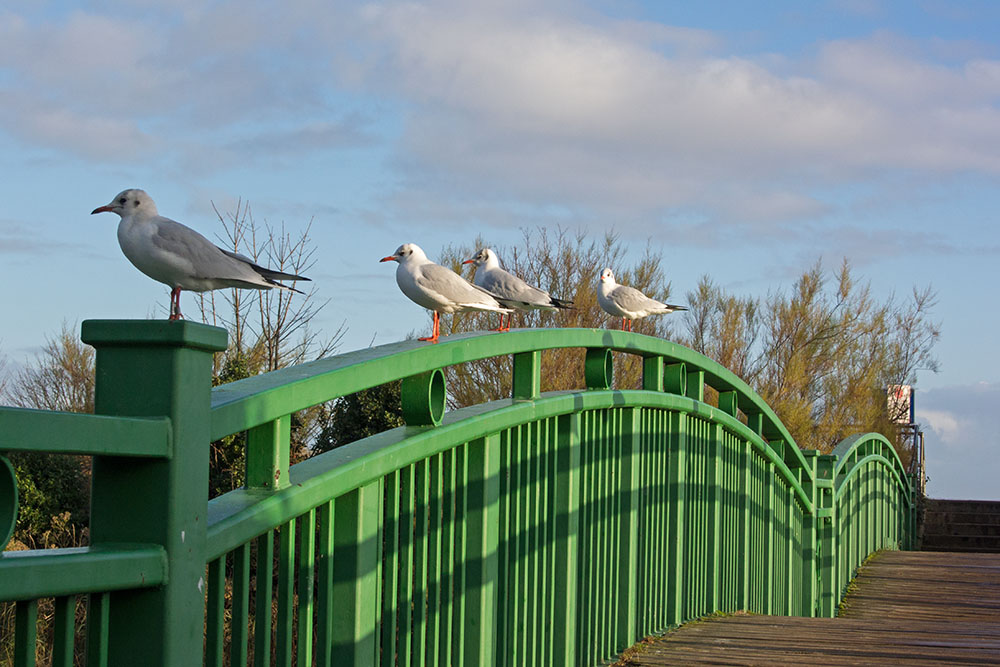 DSC_0089.jpg