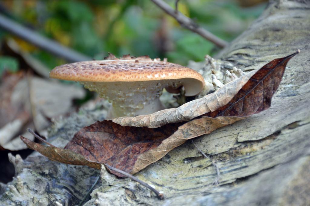 DSC_0090.jpg