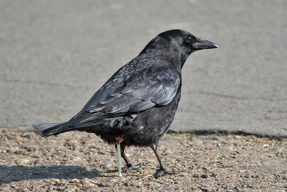 DSC_0090.jpg
