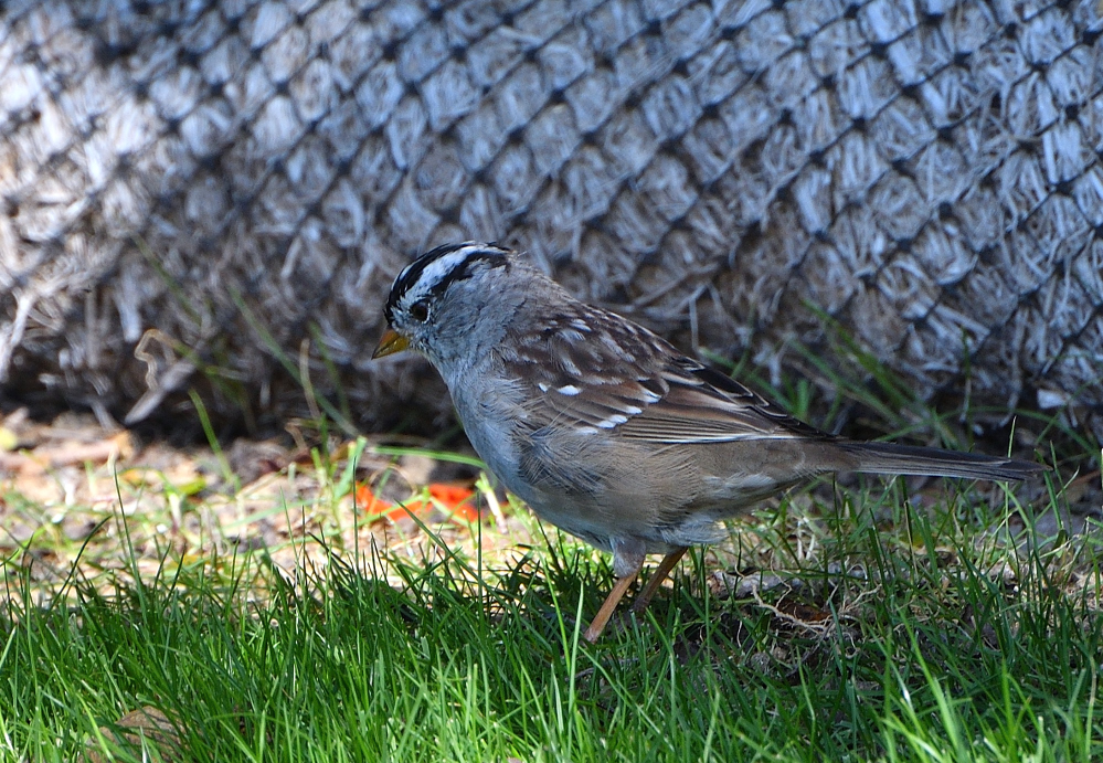 DSC_0090.JPG
