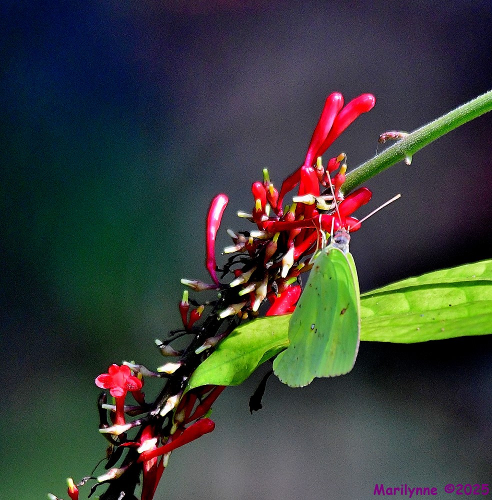 DSC_0090_001.JPG