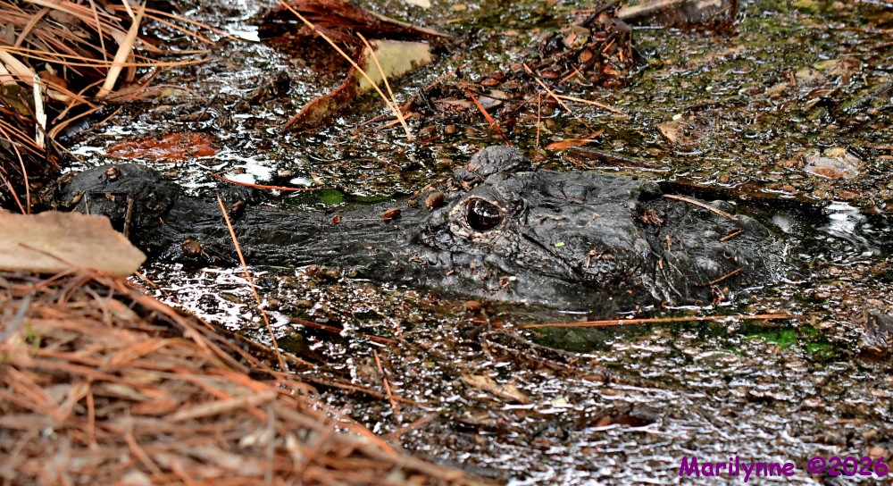 DSC_0091_001.JPG