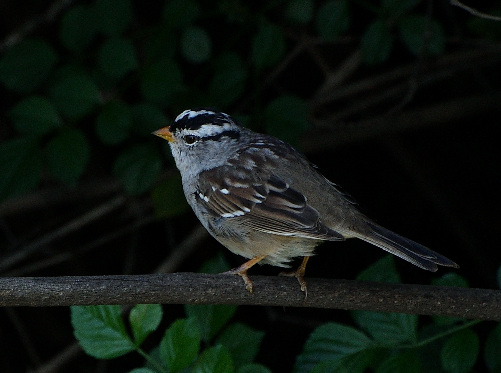 DSC_0092.JPG