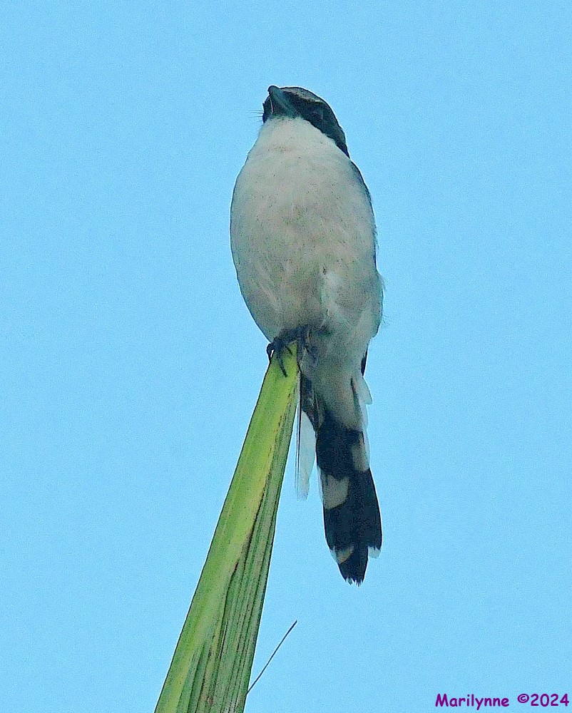 DSC_0092_001.JPG