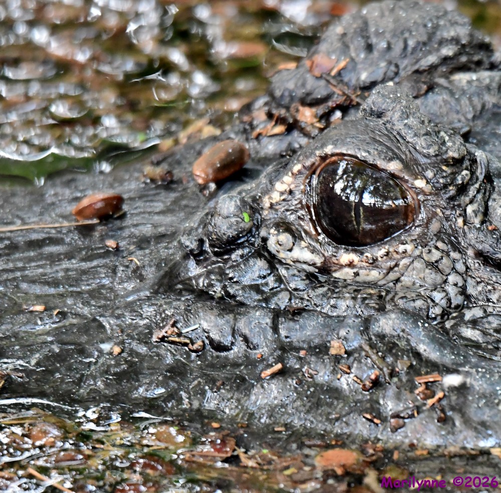 DSC_0093_001.JPG