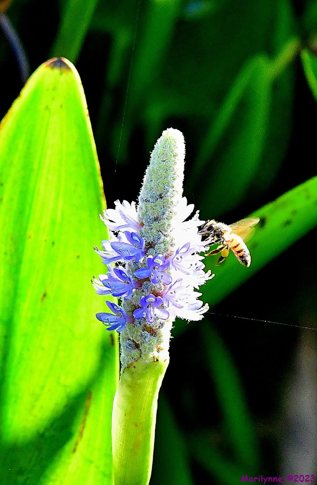 DSC_0095_001.JPG
